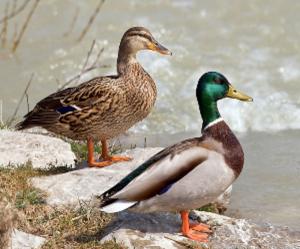 Манки на утку